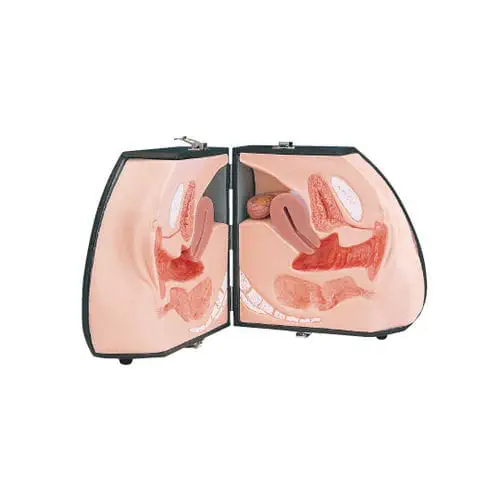 人体解剖模型- LM-030 - KOKEN - 皮肤/ 膀胱/ 女性生殖器