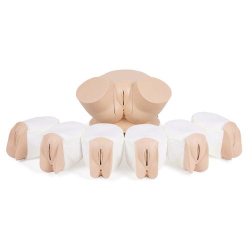 触诊模拟器 - 60905 - Limbs & Things - 用于骨盆检查 / 培训 / 解剖学