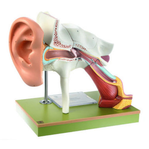 耳朵解剖模型 / 教学用