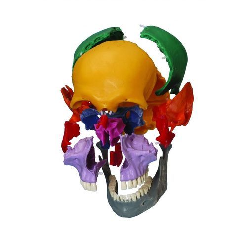 颅骨解剖模型 - A229.1 - RÜDIGER - ANATOMIE  - 教学 / 铰接式