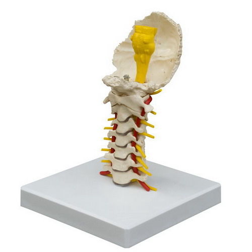 脊柱颈段解剖模型 - A213 - RÜDIGER - ANATOMIE  - 脊髓 / 教学 / 可活动