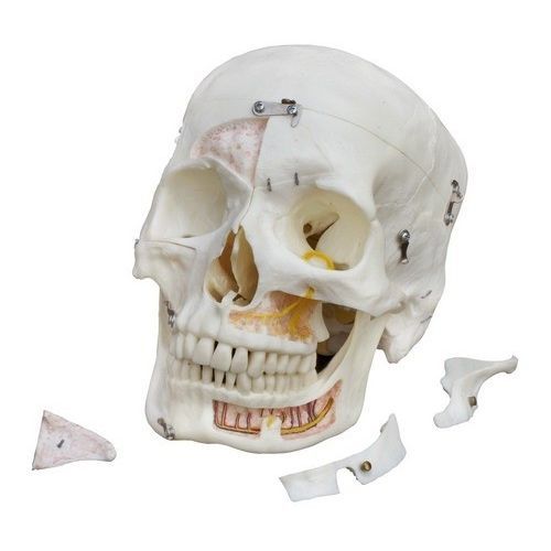 牙齿解剖模型 - A226 - RÜDIGER - ANATOMIE  - 骨 / 颅骨 / 下颚