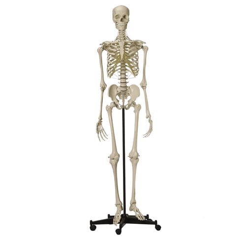骨架解剖模型 - A200.4 - RÜDIGER - ANATOMIE  - 颅骨 / 全身 / 教学