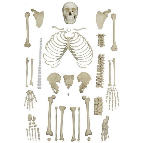 骨架解剖模型 - A202 - RÜDIGER - ANATOMIE  - 教学 / 脱臼