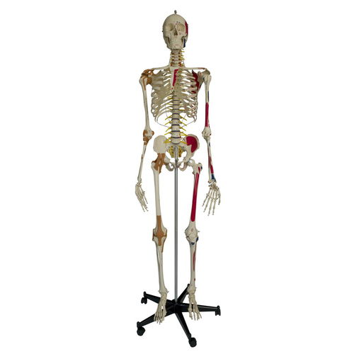 骨架解剖模型 - A206 - RÜDIGER - ANATOMIE  - 全身 / 教学 / 带有弹性脊柱