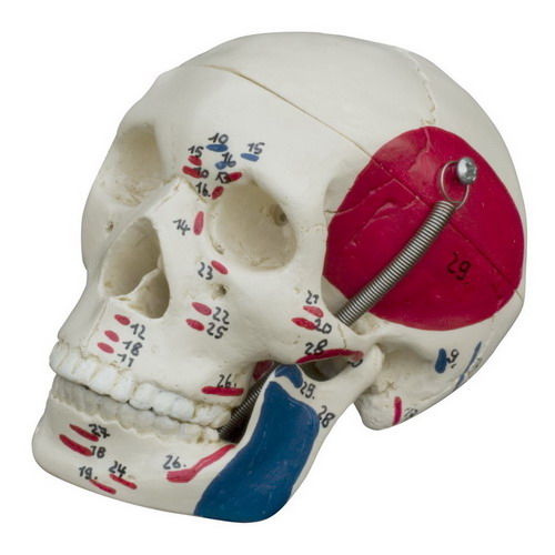 颅骨解剖模型 - MI221 - RÜDIGER - ANATOMIE  - 教学 / 红色 / 蓝色