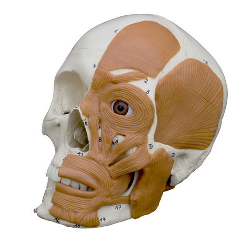 骨骼解剖模型 - A263 - RÜDIGER - ANATOMIE  - 颅骨 / 教学 / 带肌肉组织