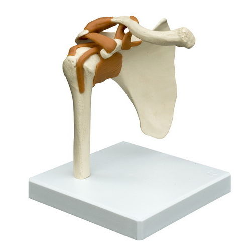 关节解剖模型 - A250 - RÜDIGER - ANATOMIE  - 肩部 / 教学