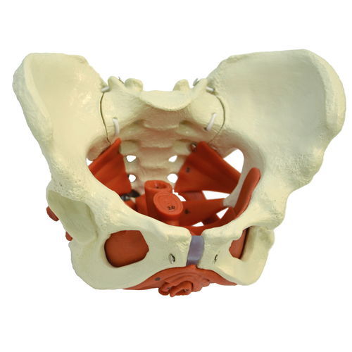骨盆解剖模型 - A276 - RÜDIGER - ANATOMIE  - 教学 / 女性 / 可活动