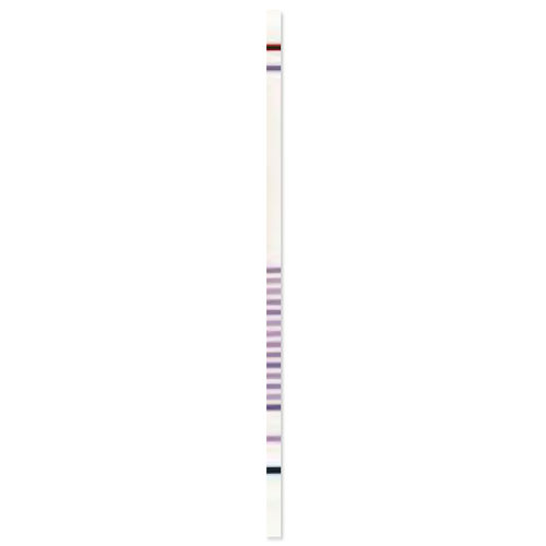 囊性纤维化试剂带 - CF StripAssay® - ViennaLab Diagnostics  - 基因突变 / 临床 / 分子