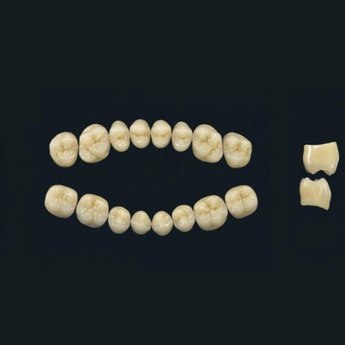 亚克力聚合物材质假牙 - TRIBOS 501 PM-LJ-A2 - GEBDI Dentalproducts GmbH   - 后牙
