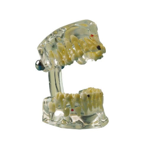 下颚解剖模型 - 355643 - Hager & Werken/德国赫格凯嘉 - 牙齿 / 牙科 / 颌骨