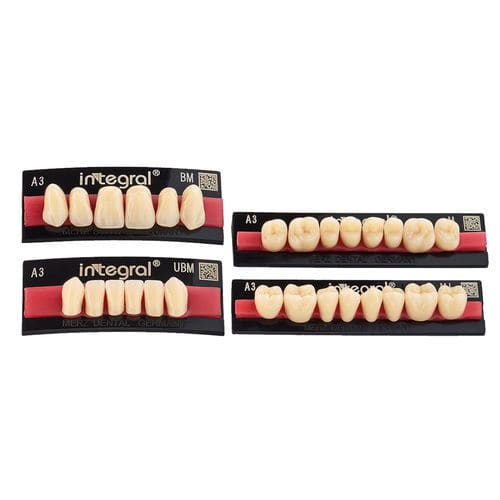 亚克力假牙 - integral® - Merz Dental GmbH   - 后牙 / 后牙 / 解剖学