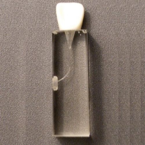 牙齿解剖模型 - SP012 - Navadha Enterprises   - 用于牙髓 / 教学 / 透明