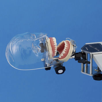 口腔护理医学教学模型 - SIMPLE MANIKIN III - Nissin Dental Products Inc.   - 头部