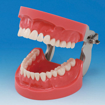 假牙解剖模型 - PRO2001-UL-HD-FEM-32 - Nissin Dental Products Inc.   - 牙龈 / 培训 / 硅胶