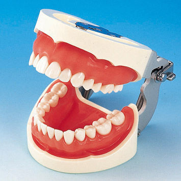 假牙解剖模型 - PRO2002-UL-SP-FEM-28 - Nissin Dental Products Inc.   - 培训 / 硅胶 / 粉色