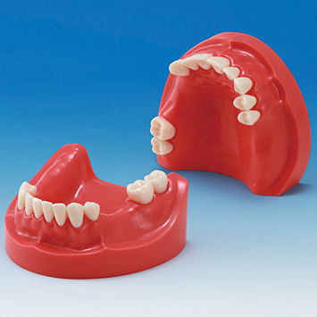 颌骨解剖模型 - MIS-HD Series - Nissin Dental Products Inc.   - 假牙 / 牙龈 / 培训
