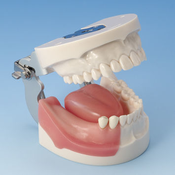 骨骼解剖模型 - IMP5003 Series - Nissin Dental Products Inc.   - 下颚 / 颌骨 / 牙移植术