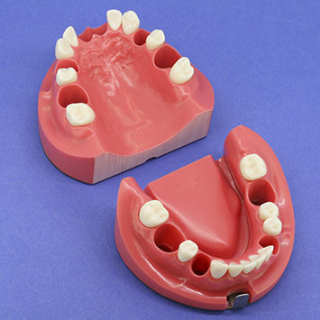 颌骨解剖模型 - CON1001 Series - Nissin Dental Products Inc.   - 假牙 / 根管 / 用于牙髓