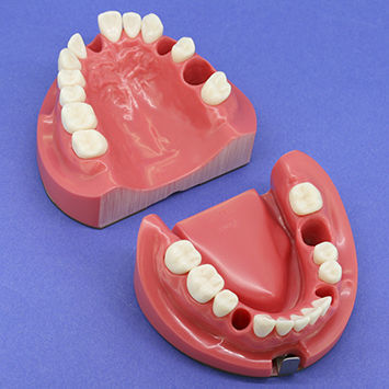 颌骨解剖模型 - CON1002 Series - Nissin Dental Products Inc.   - 假牙 / 根管 / 用于牙髓