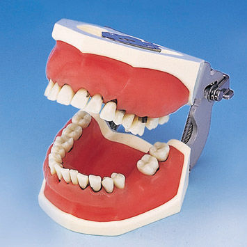 假牙解剖模型 - PER1001-UL-SP-FEM-32 - Nissin Dental Products Inc.   - 手术 / 用于牙周 / 培训