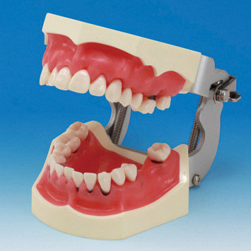 假牙解剖模型 - PER2002-UL-SP-FEM-28 - Nissin Dental Products Inc.   - 牙龈 / 手术 / 用于牙周