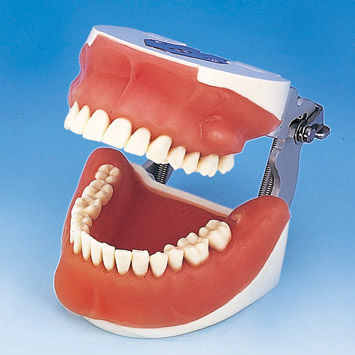 假牙解剖模型 - SUG1003-UL-SP-FEM-28 - Nissin Dental Products Inc.   - 手术 / 培训 / 排出