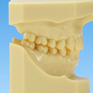 假牙解剖模型 - ORT - Nissin Dental Products Inc.   - 牙齿矫正 / 培训 / 树脂