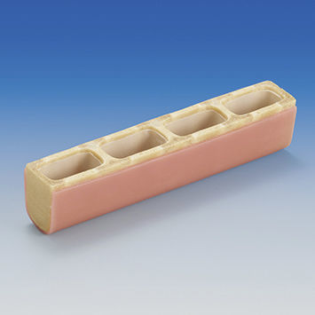 牙窦解剖模型 - IMP1036-T-SP - Nissin Dental Products Inc.   - 牙科 / 肋骨 / 培训
