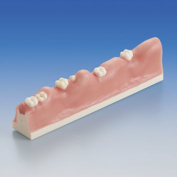 牙科解剖模型 - SUG1010-T-SP - Nissin Dental Products Inc.   - 用于拔牙 / 培训