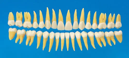 牙齿解剖模型- B3-305 - Nissin Dental Products Inc. - 培训