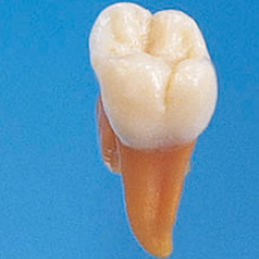 牙齿解剖模型 - B2-TA.2 - Nissin Dental Products Inc.   - 培训