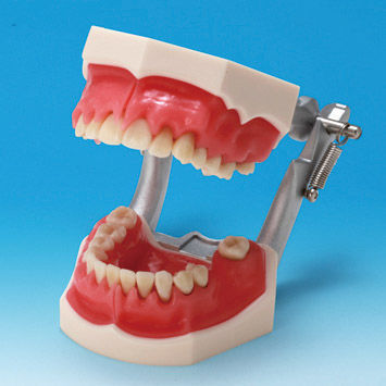 骨骼解剖模型 - PE-PER003 - Nissin Dental Products Inc.   - 假牙 / 牙龈 / 用于牙周