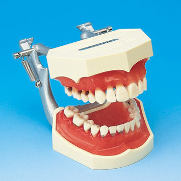 假牙解剖模型 - PE-PER005 - Nissin Dental Products Inc.   - 牙龈 / 肋骨 / 用于牙周