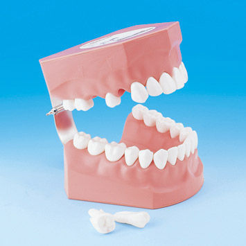 假牙解剖模型 - PE-STP002 - Nissin Dental Products Inc.   - 用于口腔卫生 / 教学 / 成人