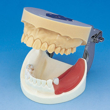 假牙解剖模型 - IMP1001-UL-SP-FEM - Nissin Dental Products Inc.   - 骨 / 下颚 / 颌骨