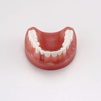 颌骨解剖模型 - PE-PRO020 - Nissin Dental Products Inc.   - 假牙 / 牙龈 / 牙齿补体