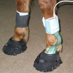 步态分析系统 - Hoof™ - Tekscan - 兽用