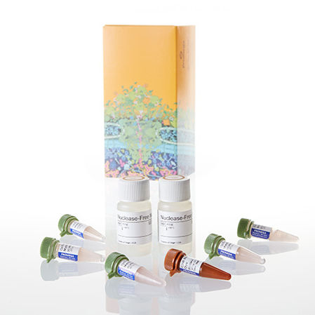酶试剂 - GoTaq® - Promega France/普洛麦格 - 染色 / 用于研究 / PCR