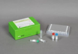 AIDS快速诊断套装 - AccuPower® - Bioneer Corporation - 传染病 / HIV / 血液