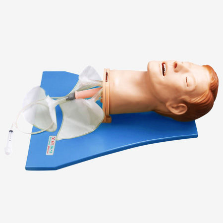呼吸道处理医学教学模型 - GD/J55 - Shanghai Honglian Medical Instrument - 头部