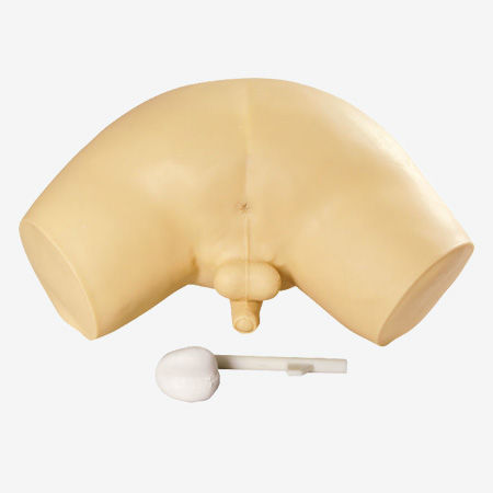 前列腺触诊医学教学模型 - GD/L63 - Shanghai Honglian Medical Instrument - 骨盆