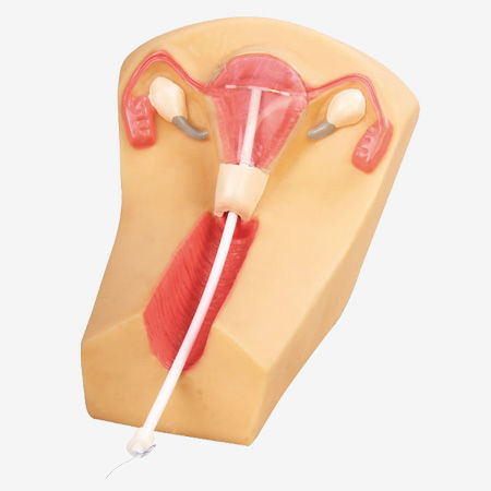 宫内节育器放置模拟器 - GD/F5N - Shanghai Honglian Medical Instrument - 女性