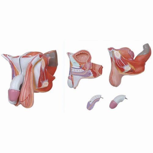 男性生殖器解剖模型 Wellden International Inc 教学