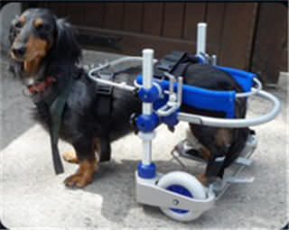 犬用兽用轮椅 - KERDOG™ - OrthoPets Europe