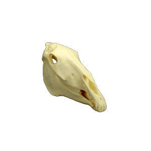 颅骨解剖模型 - MAI AH #53900 - Veterinary Dental Products - 牙齿 / 牙科 / 兽用