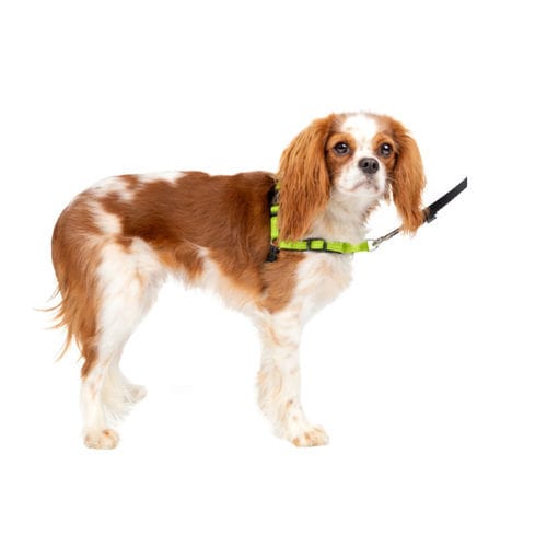 辅助行走吊带 - Deluxe Easy Walk® - PetSafe - 兽用 / 犬用