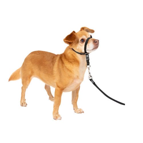 犬用动物脖套 - Gentle Leader® - PetSafe