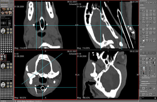 图像分析软件 - dicomPACS® VET - OR Technology - Oehm und Rehbein - CT计算机断层扫描 / 核磁共振MRI / 兽用